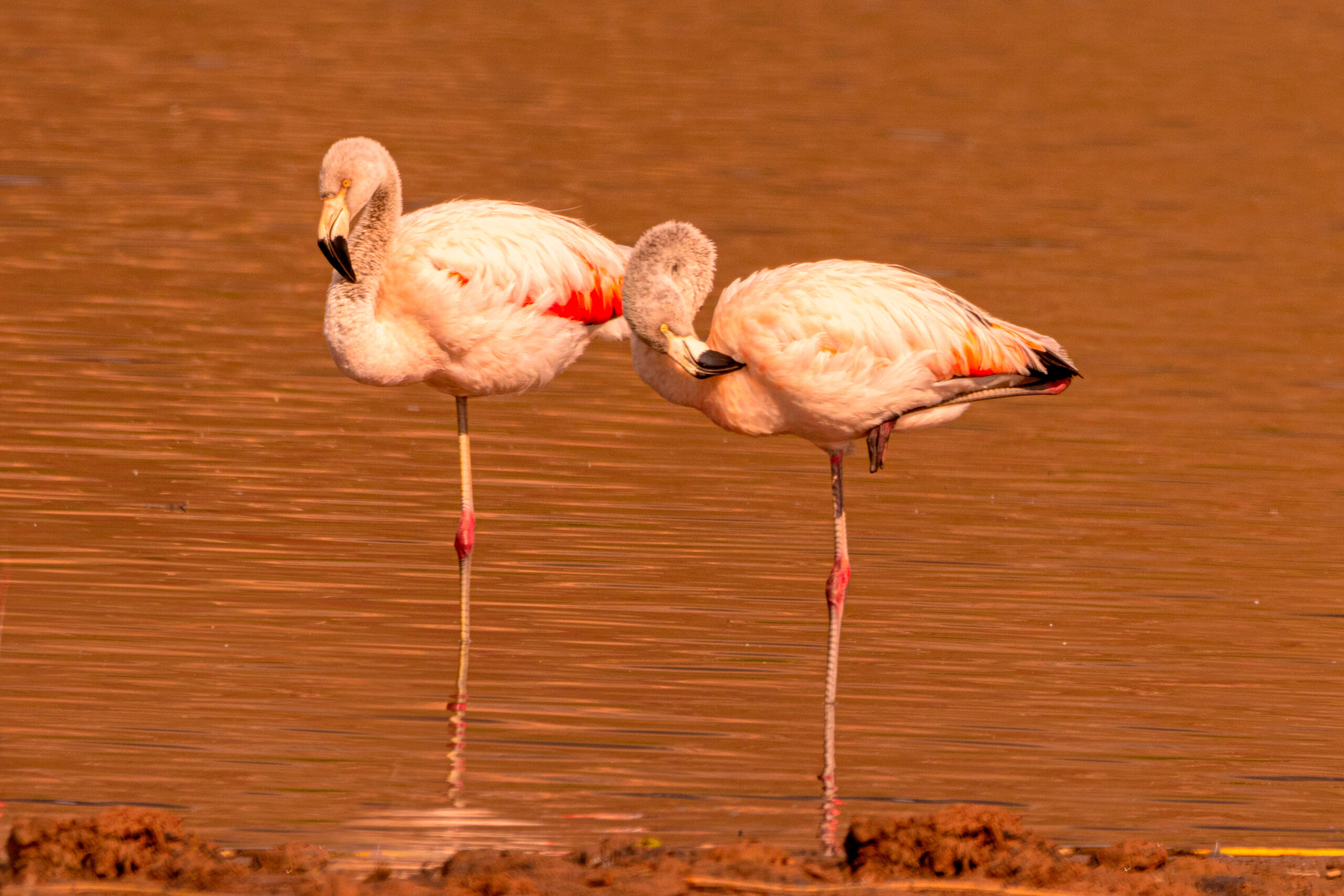 Flamencos en Huacarpay - Cusco