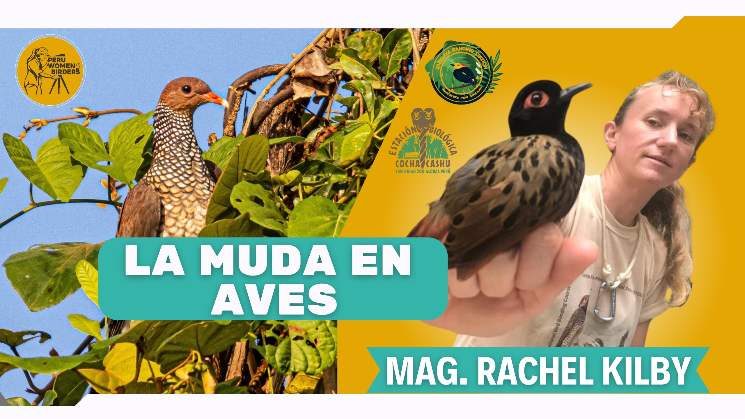 La muda en las aves
