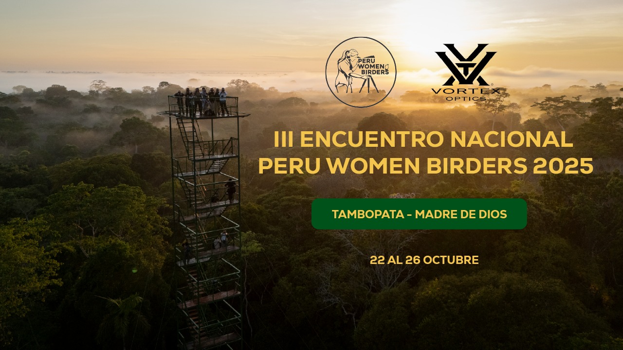 Birding in Tambopata