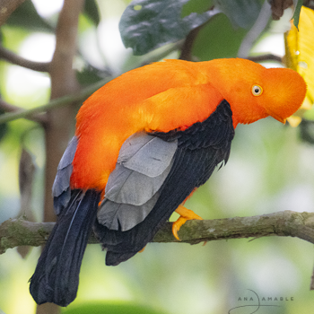 Andean Cock-of-the-rock_anaamable_peruwomenbirders_tours