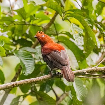 Andean Cock_of_the_rock_anaamable_peruwomenbirders6