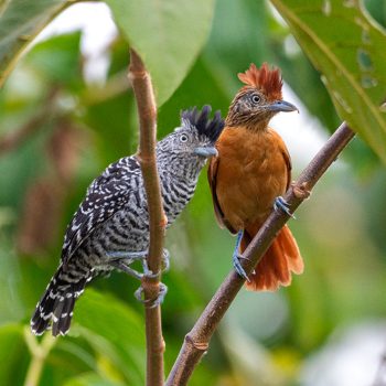 Barred Antshrike / Thamnophilus doliatus @Ana Amable