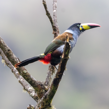 Gray-breasted Mountain-Toucan_anaamable_peruwomenbirders2