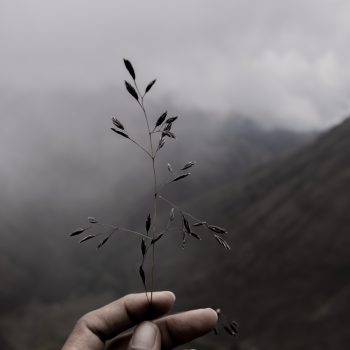 PERUwomenbirders_cuscoavesperu29