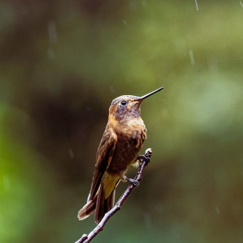 PERUwomenbirders_cuscoavesperu41