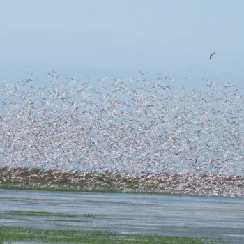 PERUwomenbirders_cuscoavesperu42