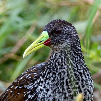 Spotted Rail / Pardirallus maculatus