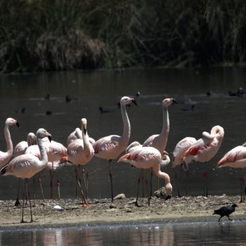 peruwomenbirders_mujerespajareras_romelChimaico