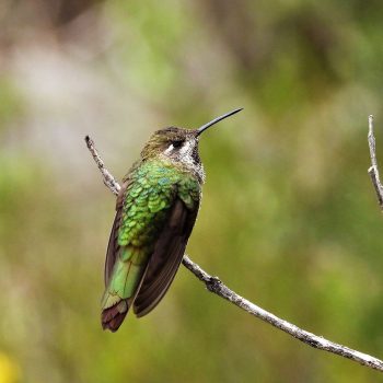 peruwomenbirders_mujerespajareras_romelChimaico3