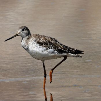 peruwomenbirders_mujerespajareras_romelChimaico4