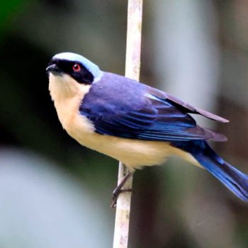 peruwomenbirders_viajaconnosotras2